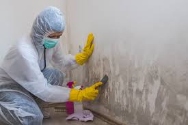 Best Attic Mold Removal  in Star, NC